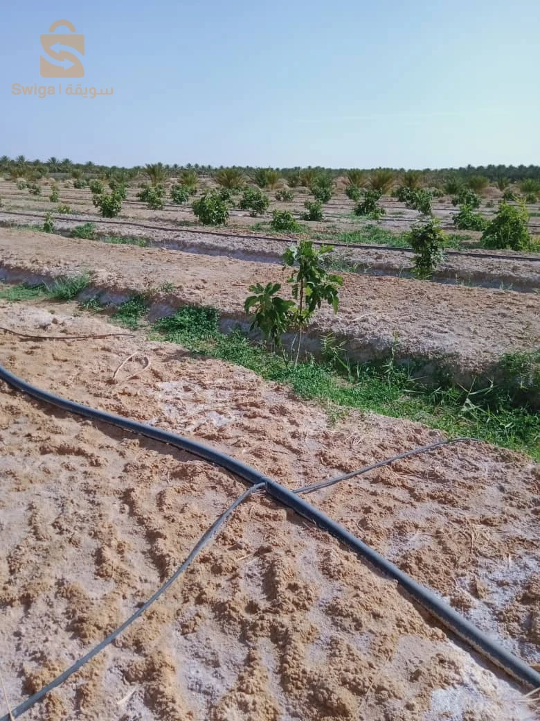 ارض فلاحية بالليوة منطقة الزرقة