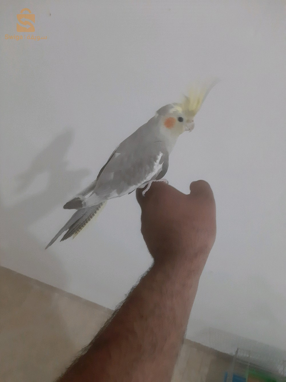 للبيع
