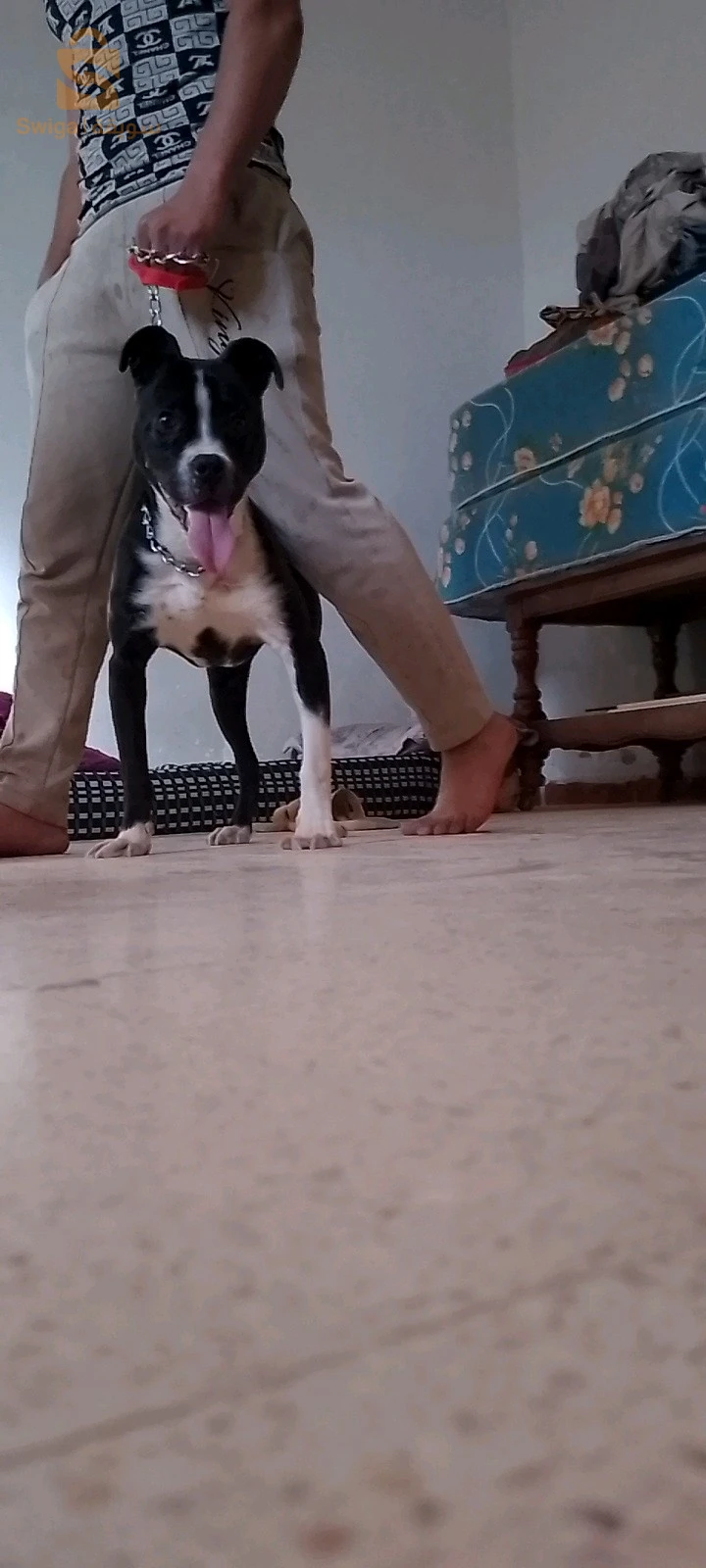 انثى البيتبول