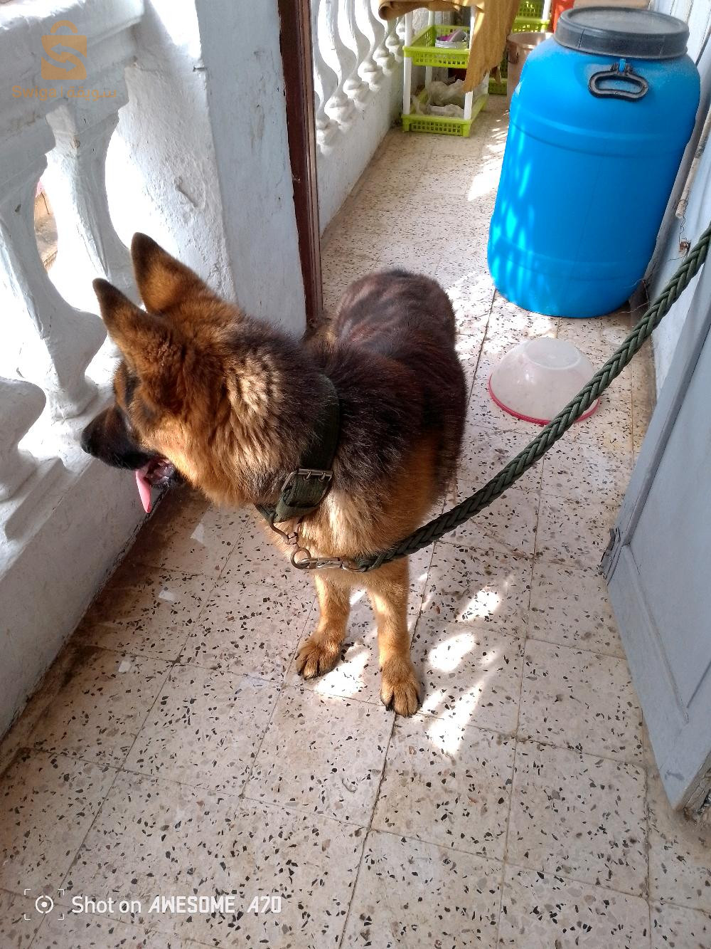 Mâle berger allemand 
Age 12mois 
Avec carte de tatouage et pedigree 
Alger 0778933672