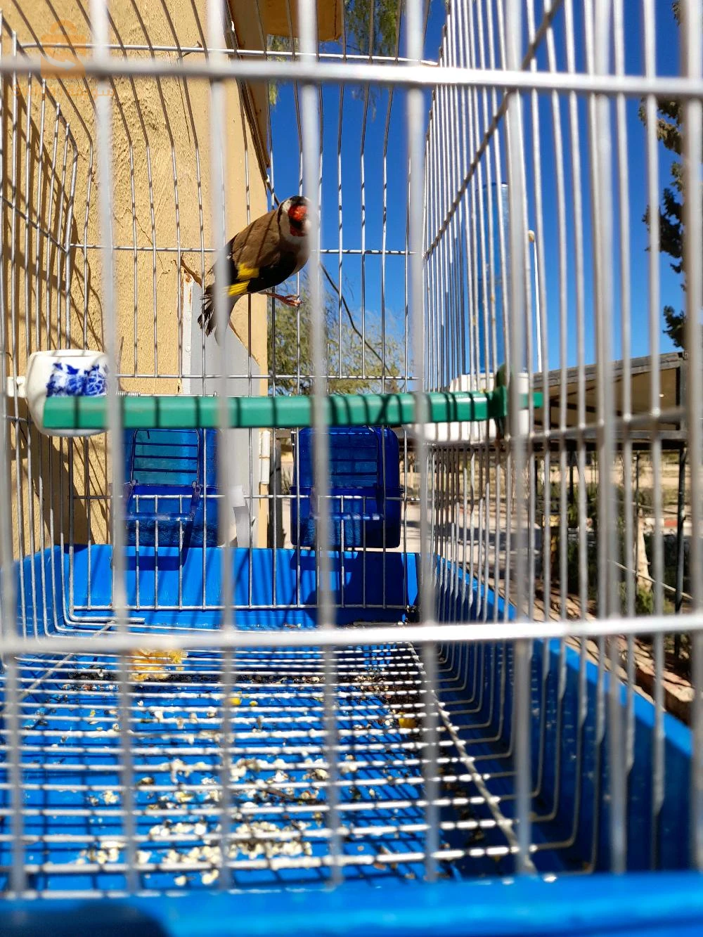 طائر حسون ذكر للبيع