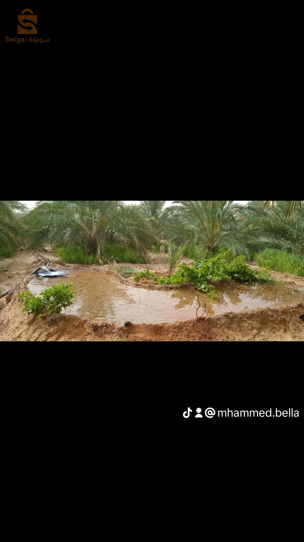 حديقة نخيل