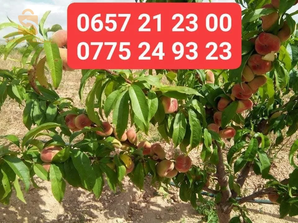 أشجار مثمرة