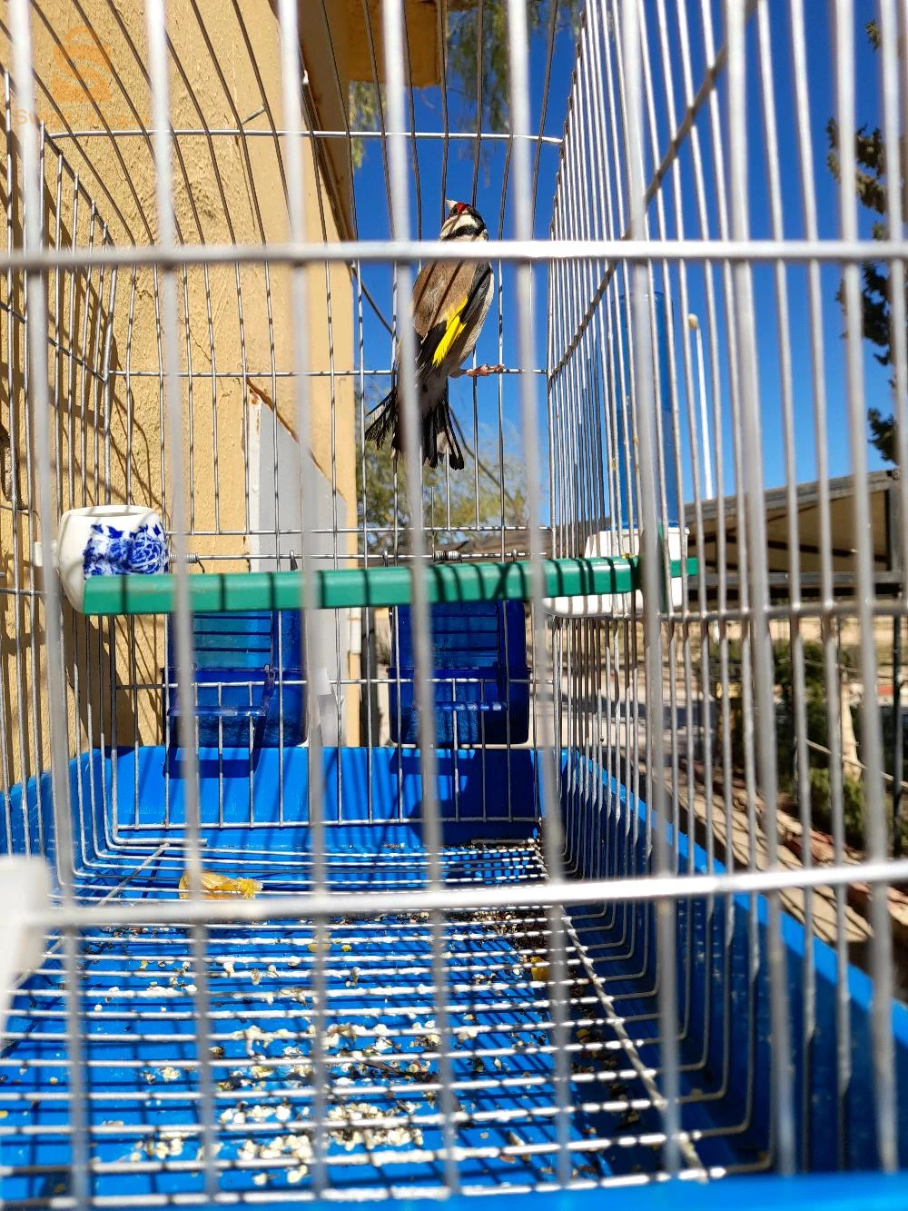 طائر حسون ذكر للبيع