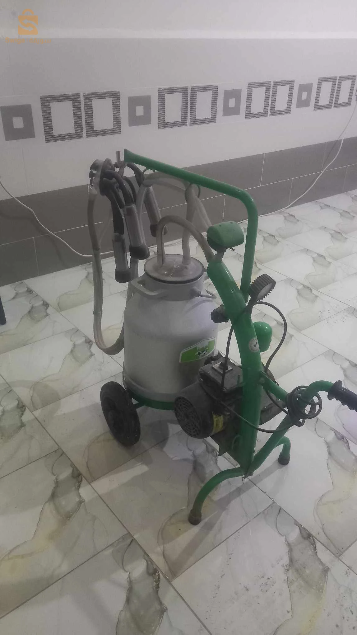 حلابة بقر