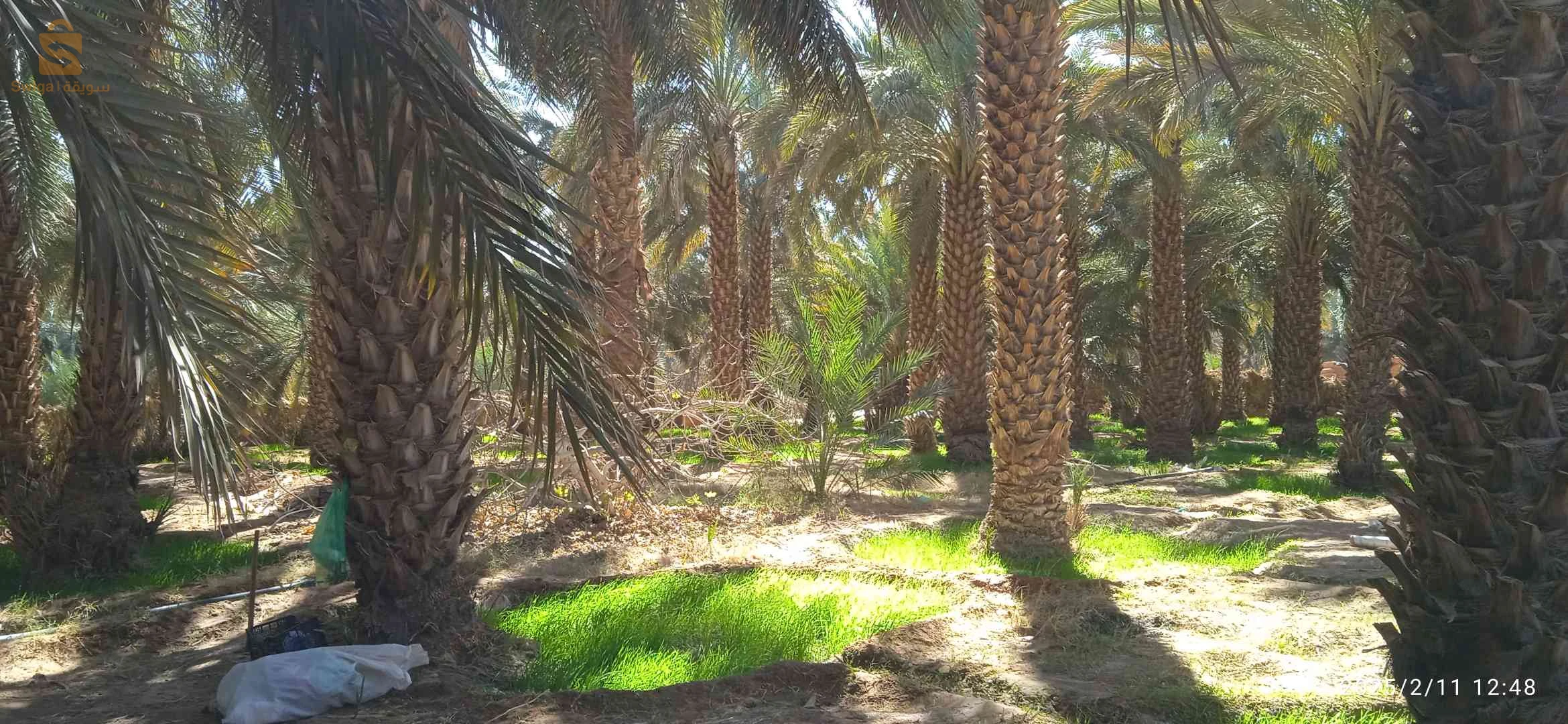 حديقة نخيل