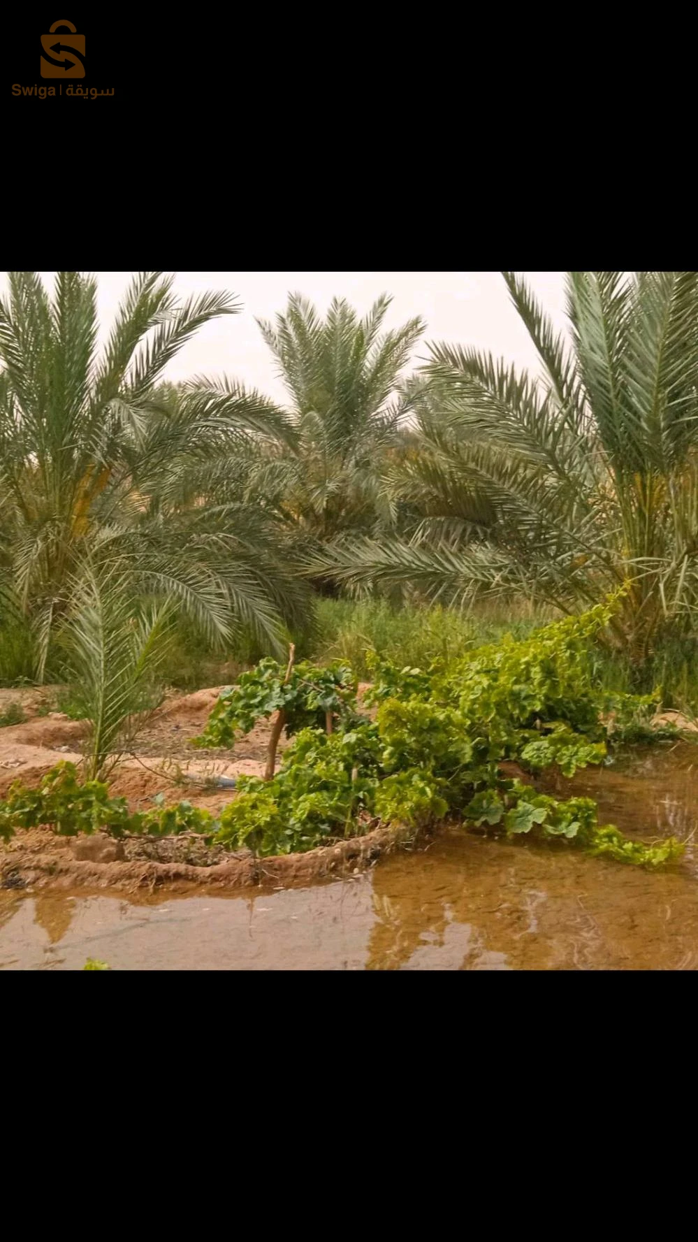 حديقة نخيل