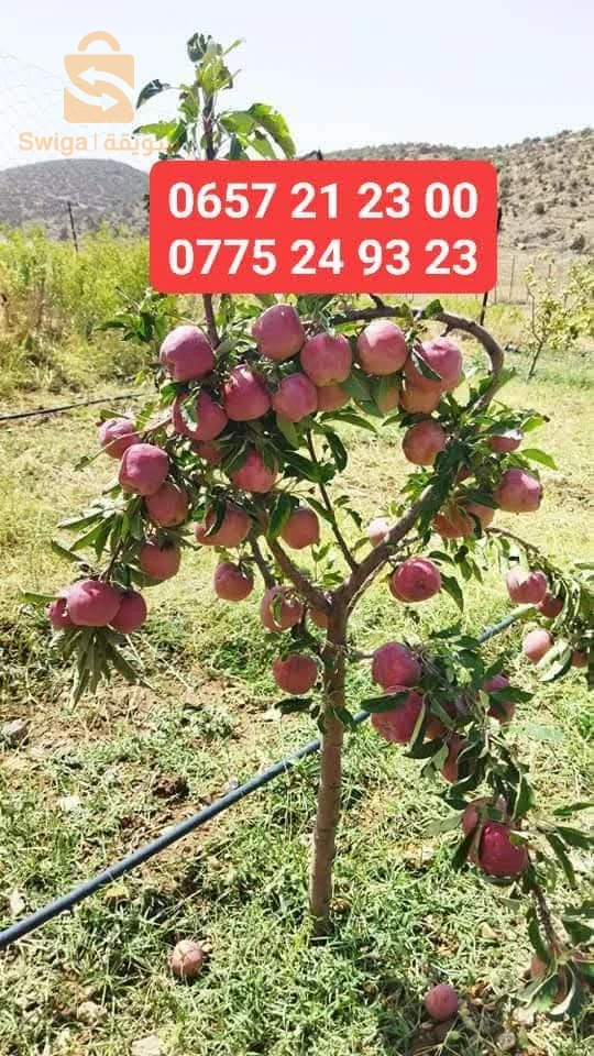 أشجار مثمرة