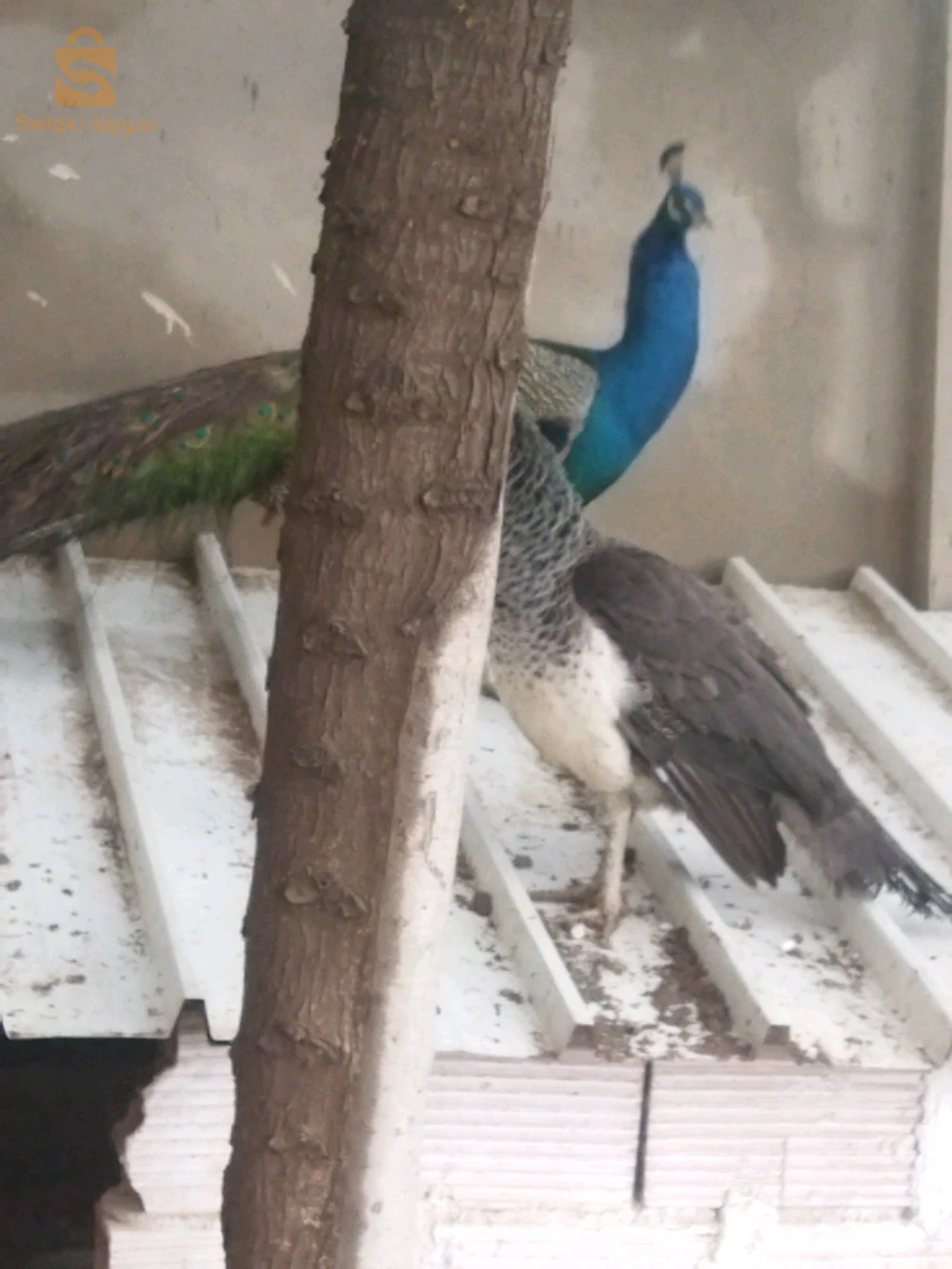 فرخ الطاوس