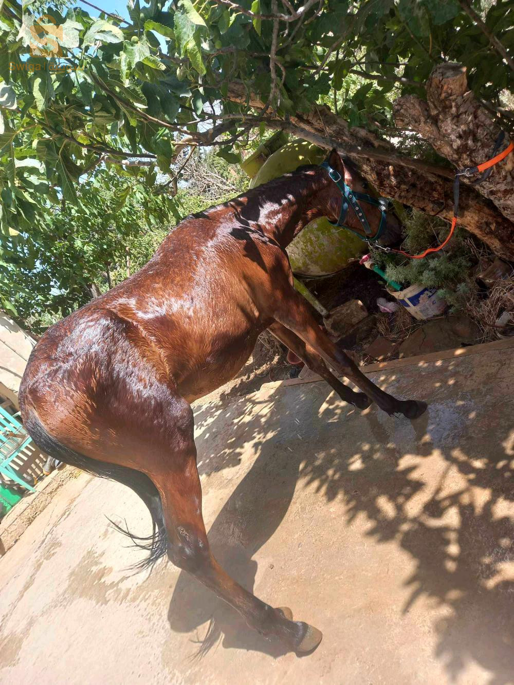 مهرة شابة سلالة barbe في عمرها 13 شهر مربيةسعر قابل للتفاوض