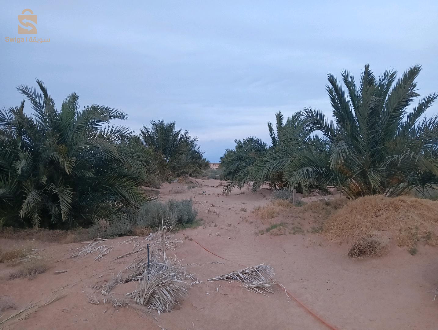ارض فلاحية
