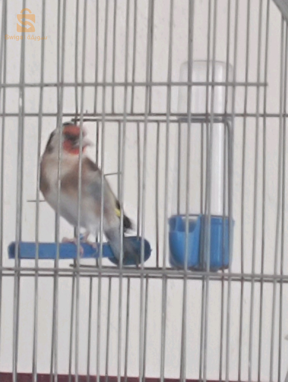 مقنين ماجور باقي 23 خارج من فاسياطو