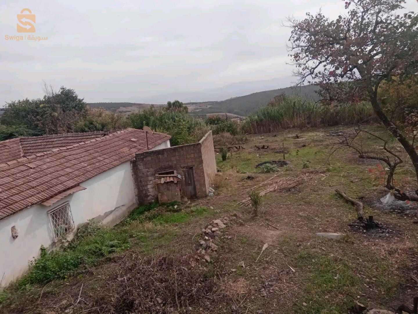 لي يحوس على الكالم