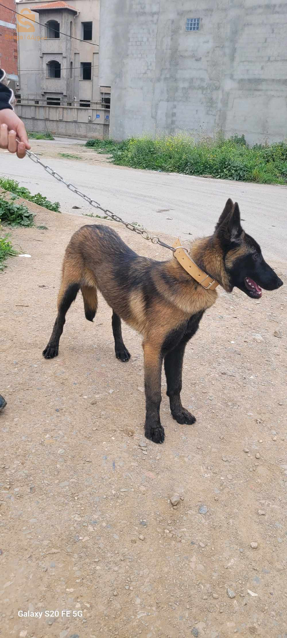 Malinois charbonnier chien مالينوا كلب