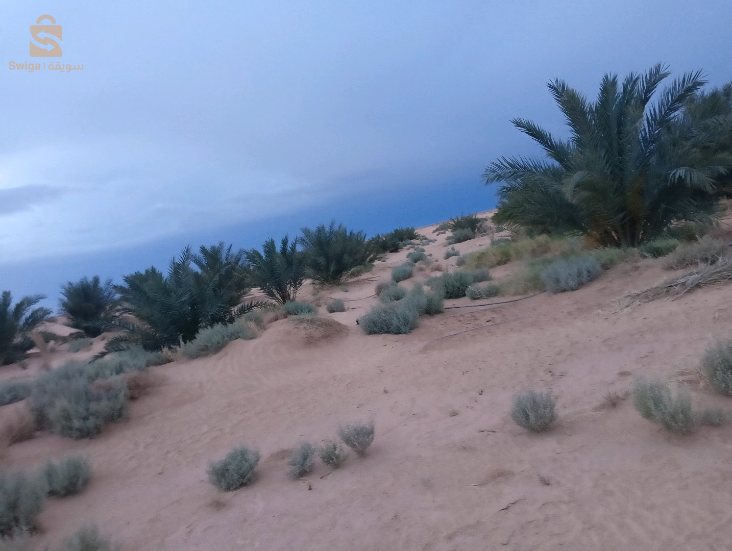 ارض فلاحية