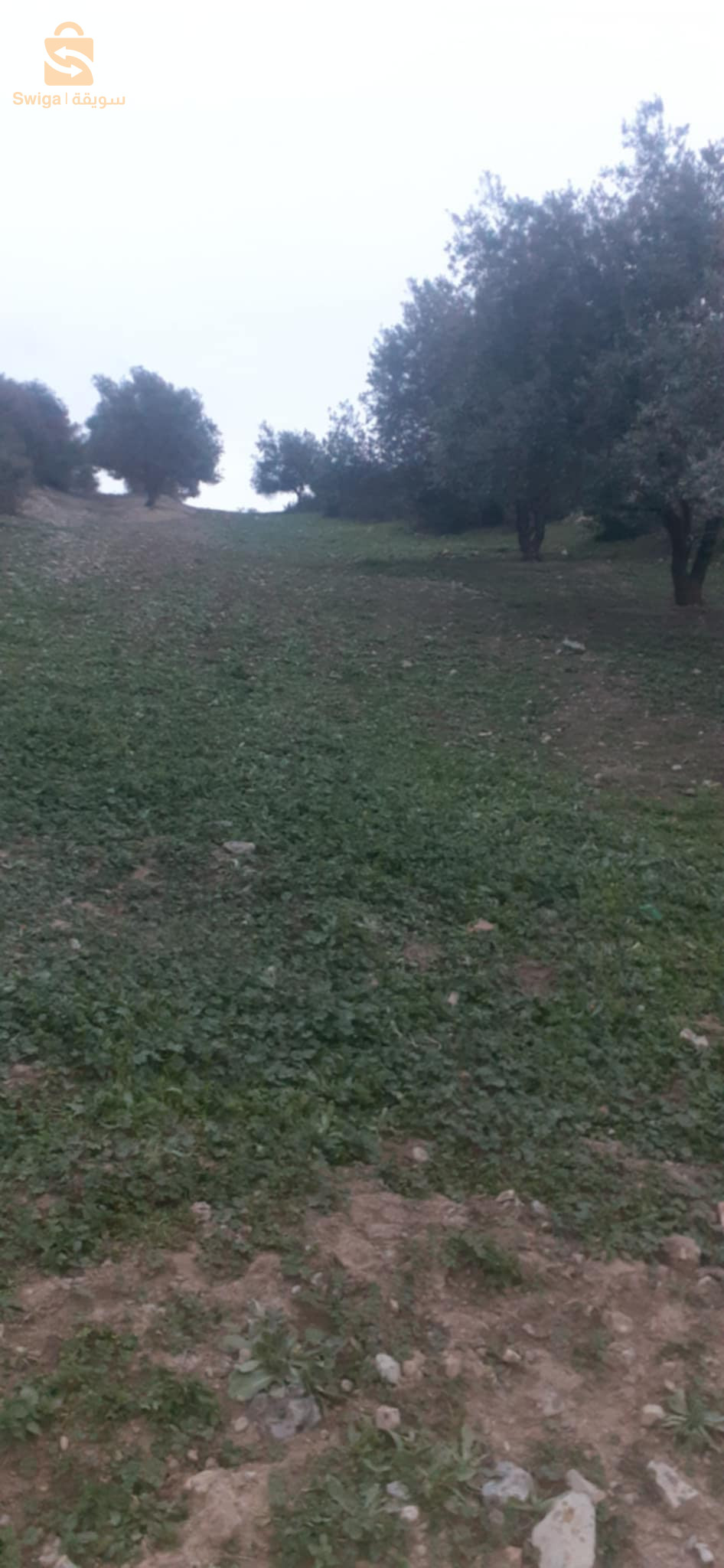 بيع ارض بستنة