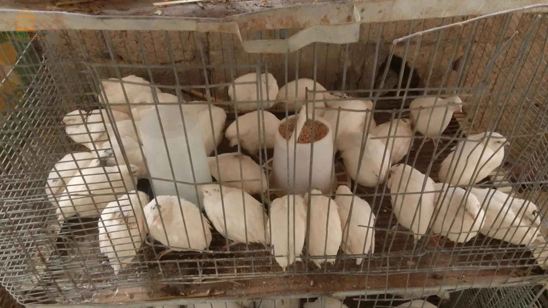 طائر السمان