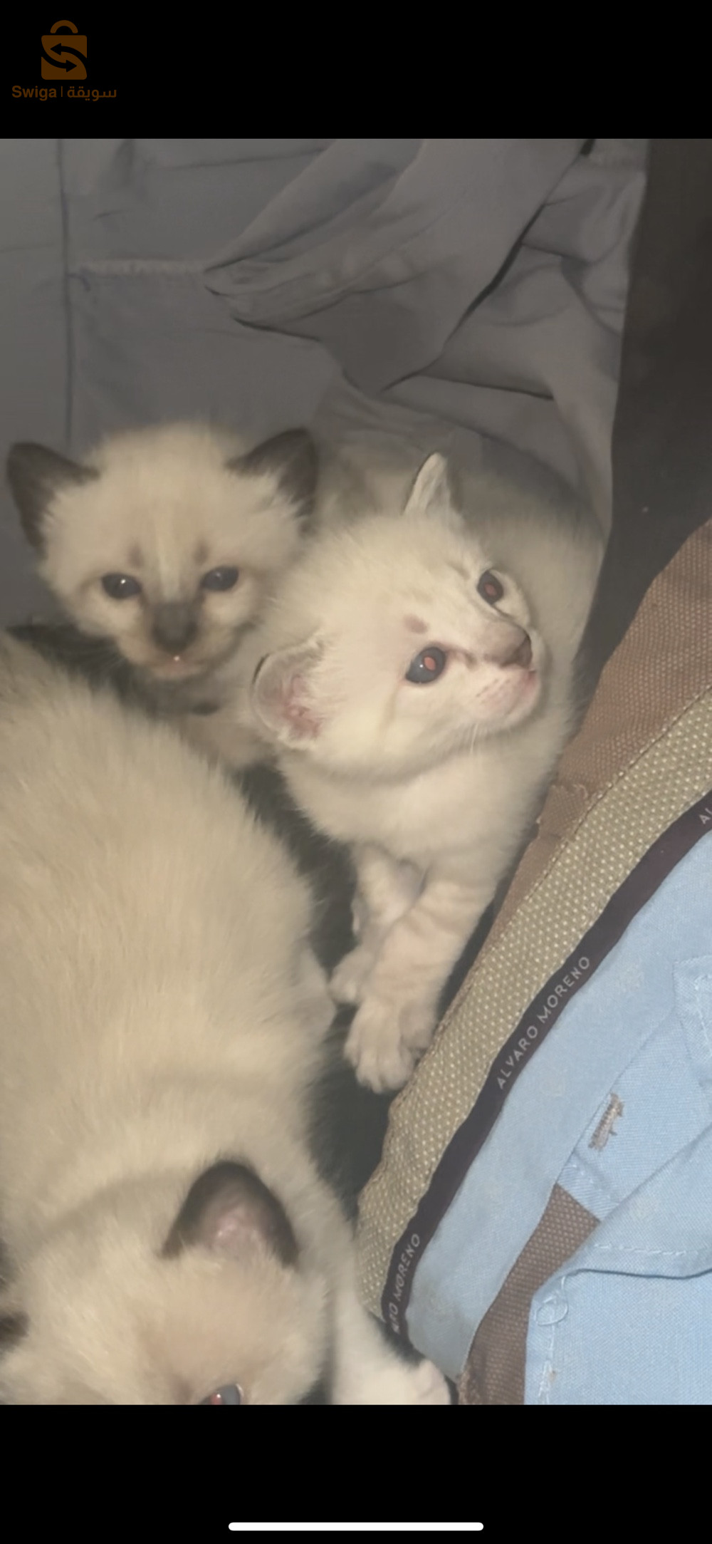 les chat siamon