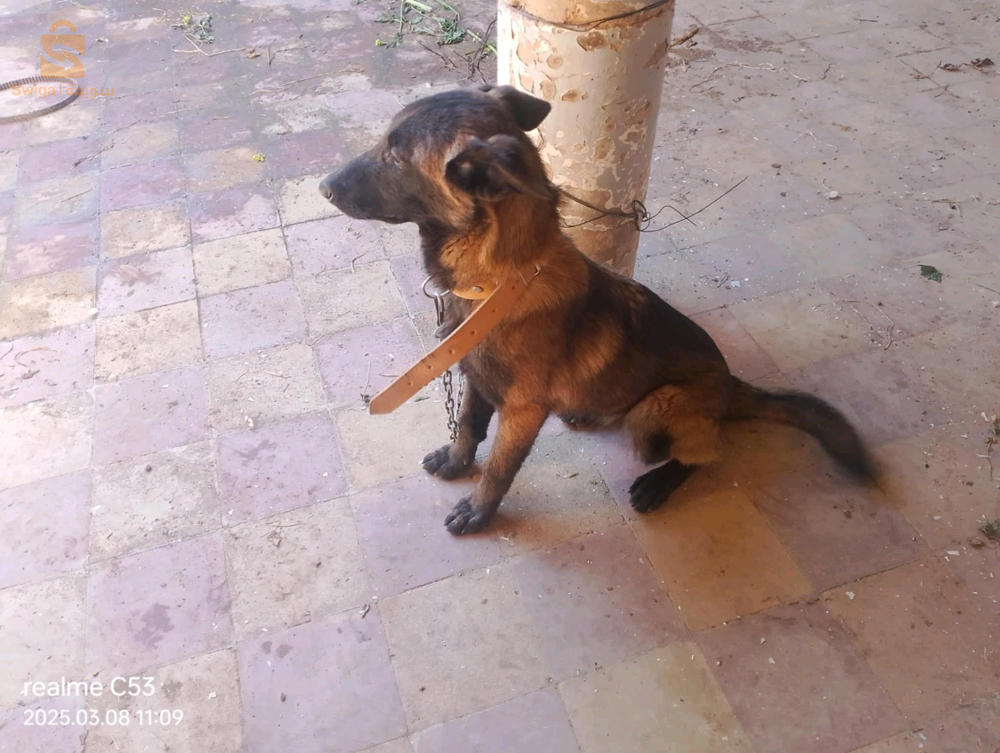 Malinois charbonnier chien مالينوا كلب