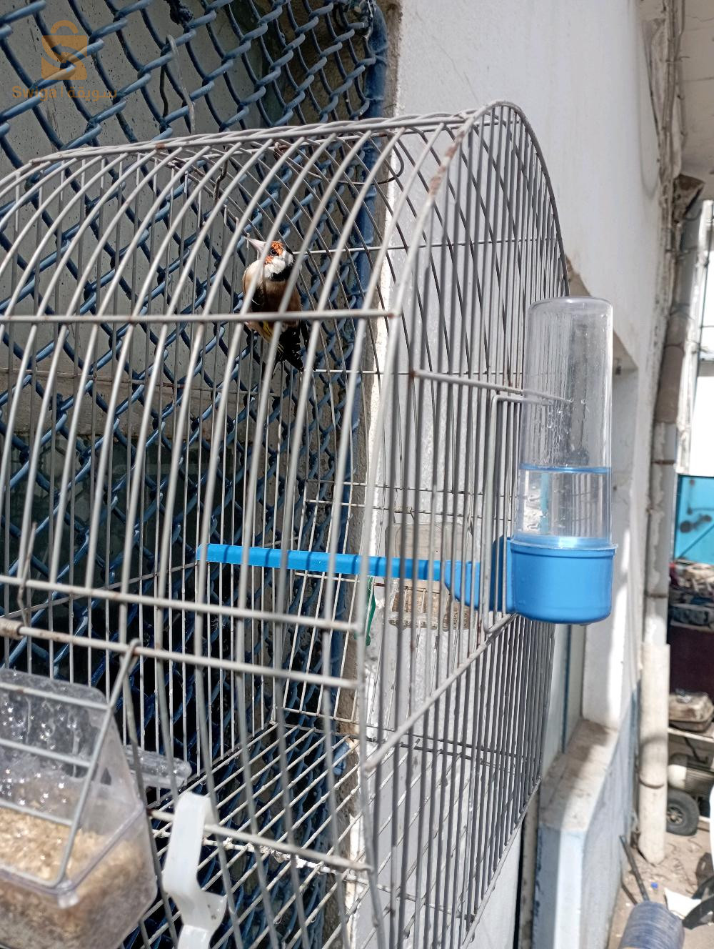 مقنين ماجور باقي 23 خارج من فاسياطو