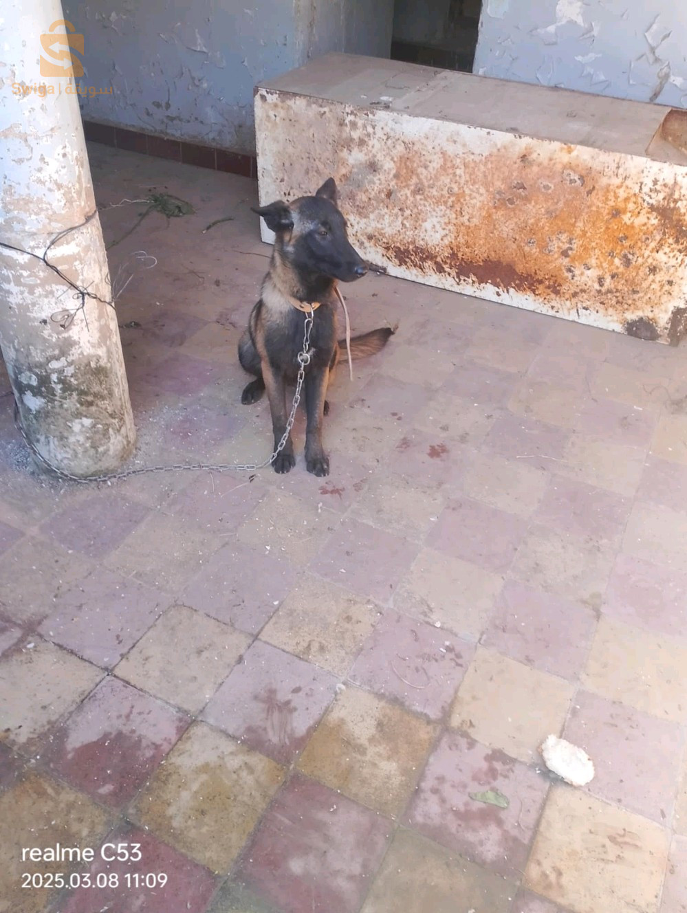 Malinois charbonnier chien مالينوا كلب