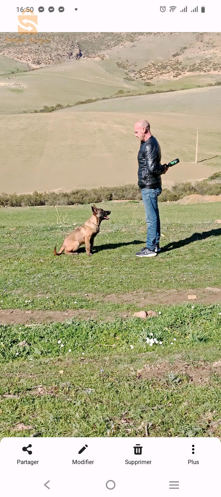 chien malinois âgé de 7 mois avec carnet de vaccination