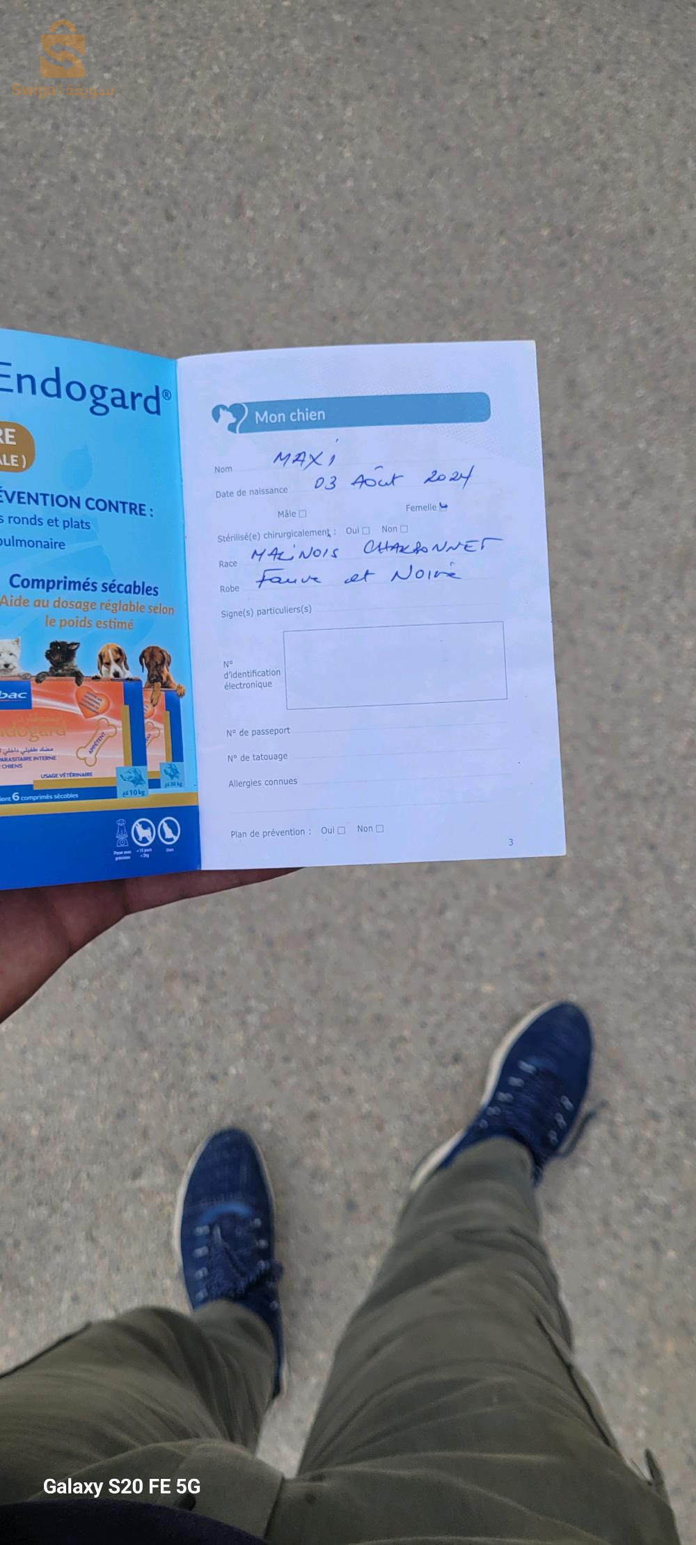 Malinois charbonnier chien مالينوا كلب