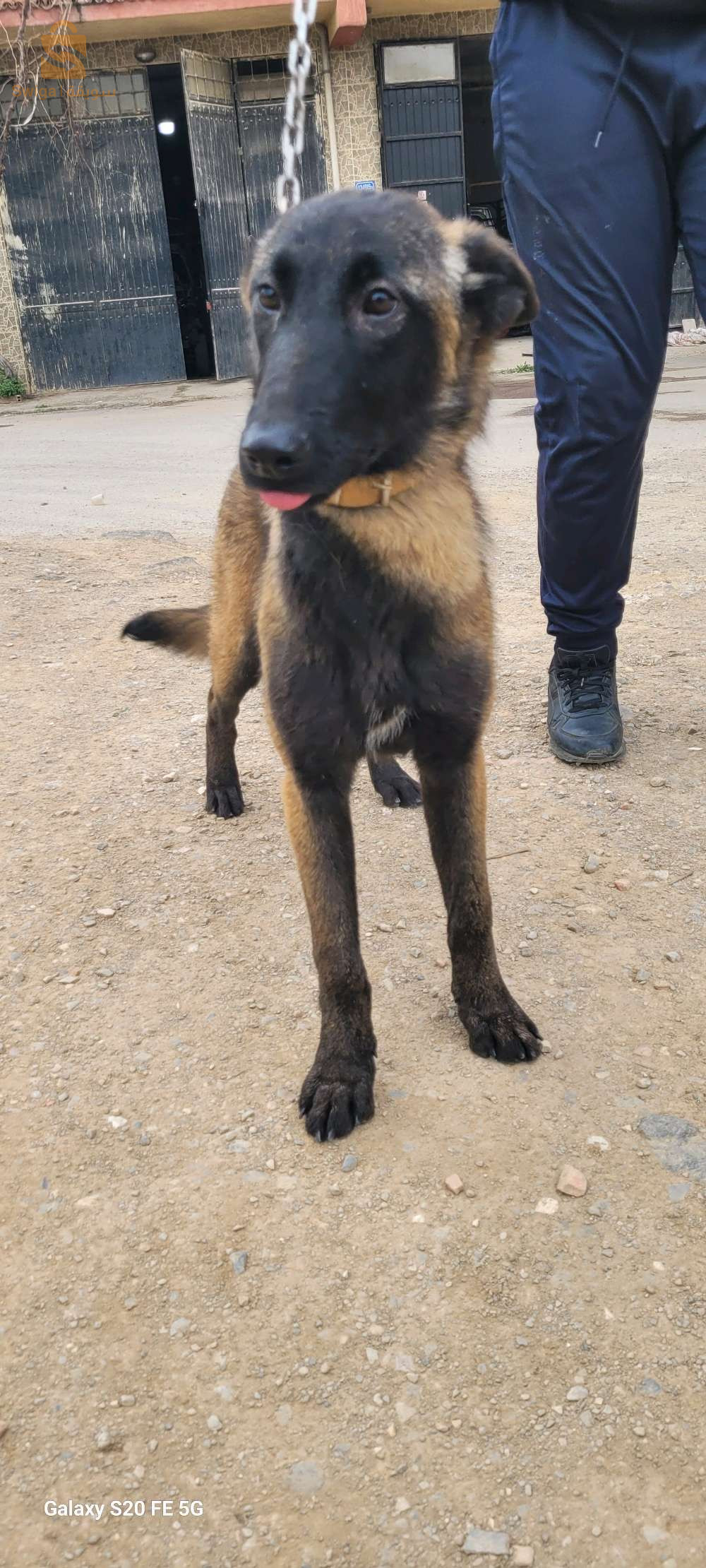 Malinois charbonnier chien مالينوا كلب