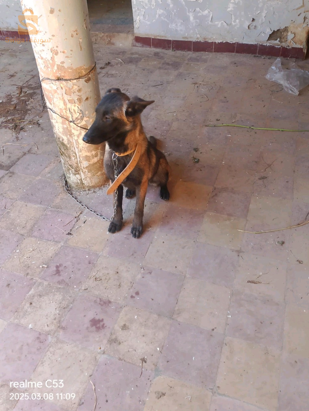 Malinois charbonnier chien مالينوا كلب