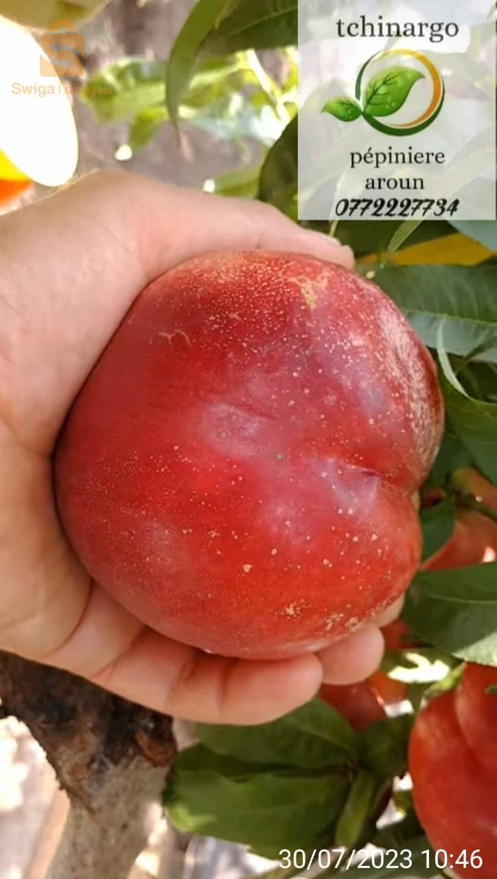 مختلف أصناف و نوعيات الشتلة المحلية و المستوردة