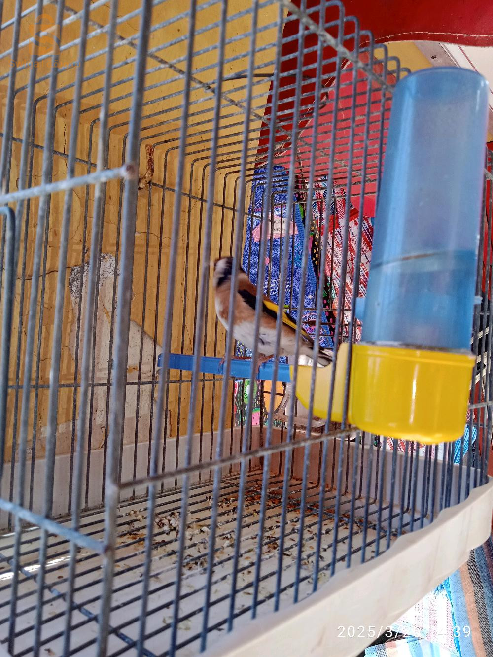 فيمالة تع مقنين لي حاب ينتج الفراخ تع قفص 0553.78.99.45