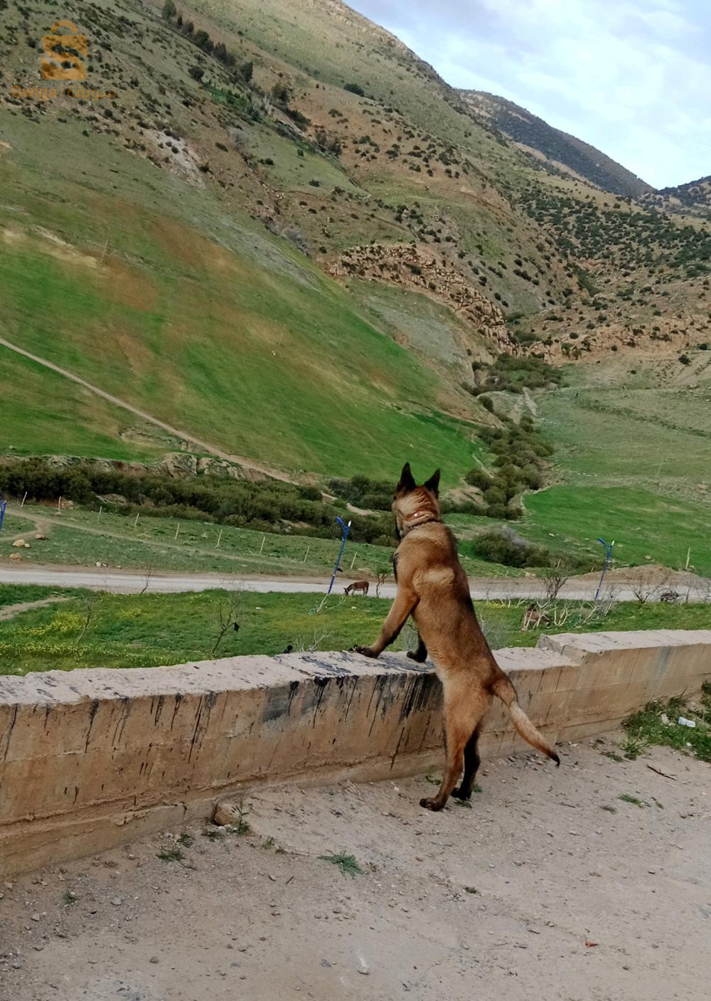 chien malinois âgé de 7 mois avec carnet de vaccination