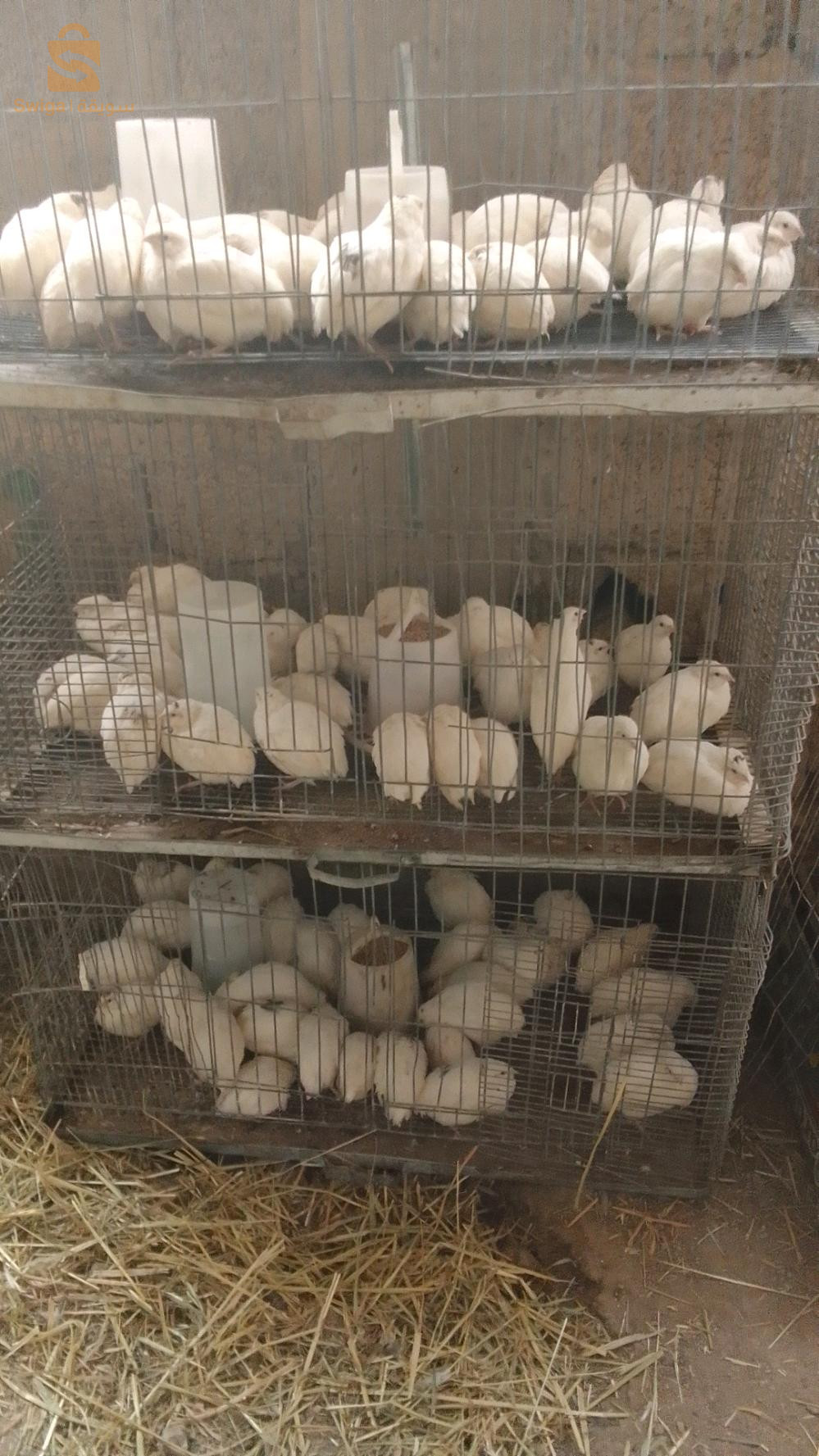 طائر السمان