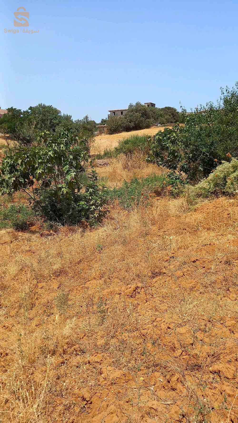 terrain
