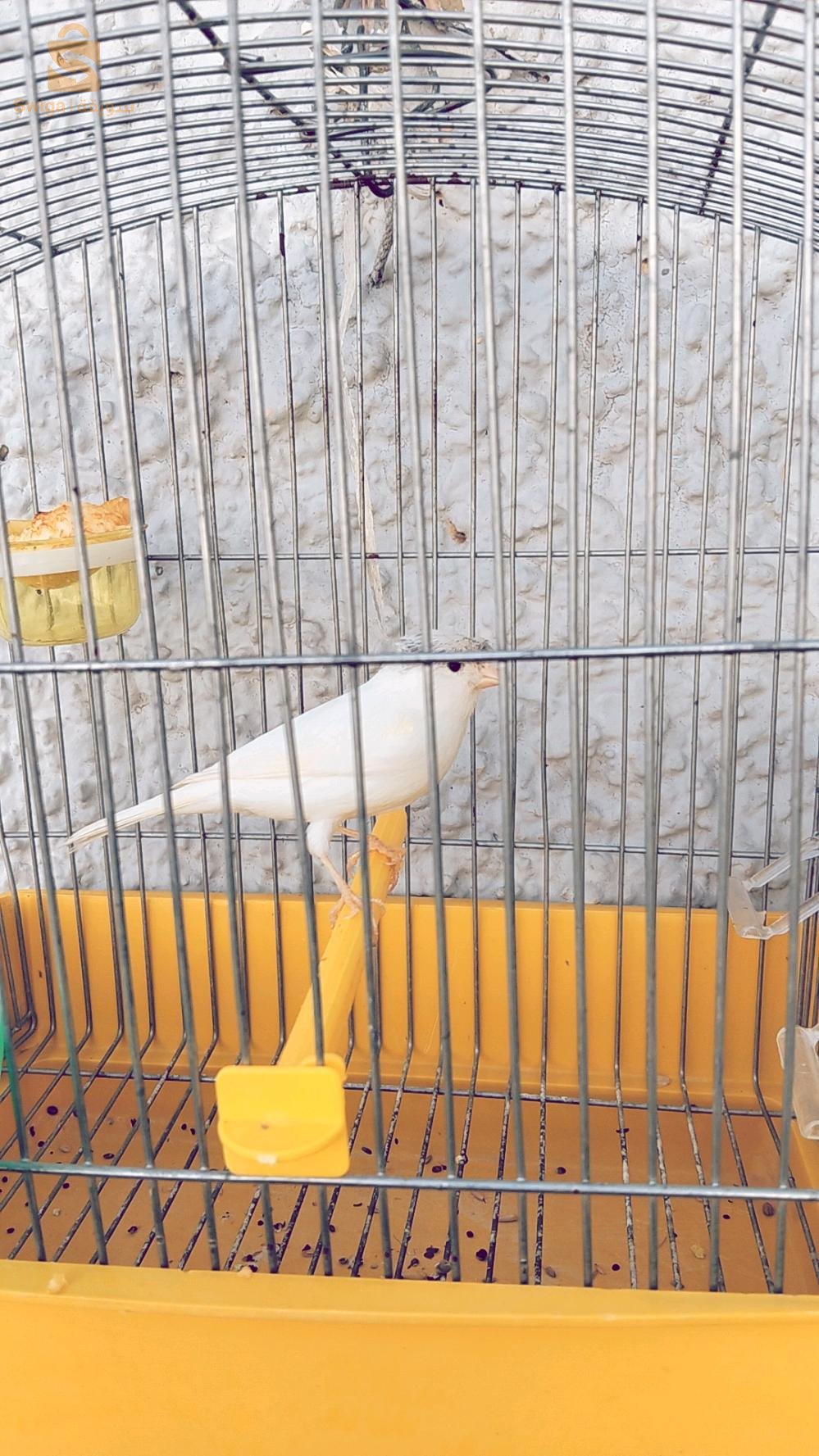 كناري