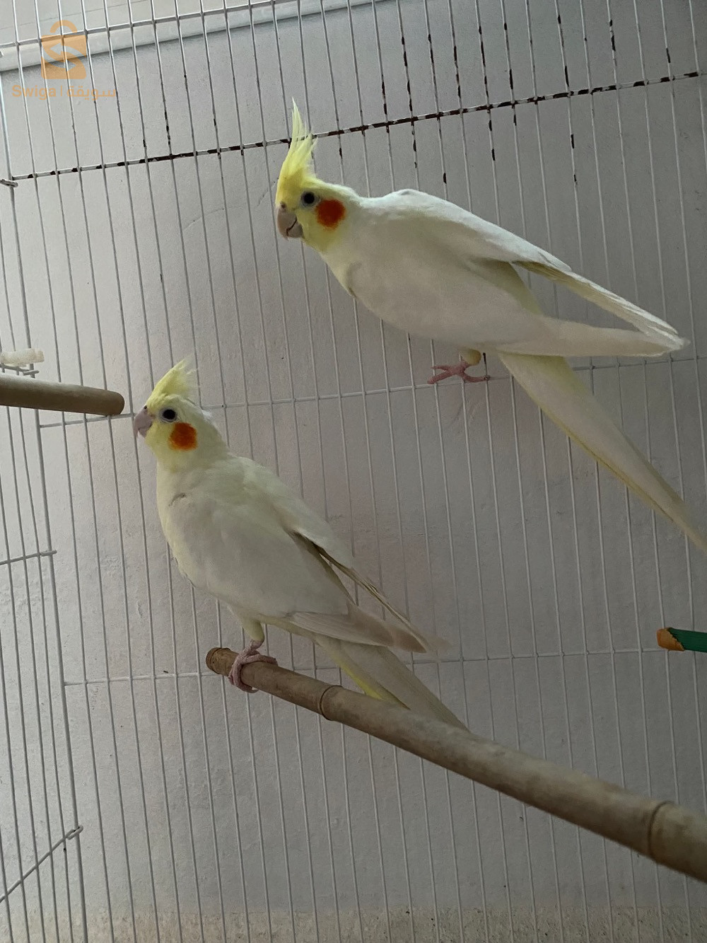 Calopsitte couple lutino