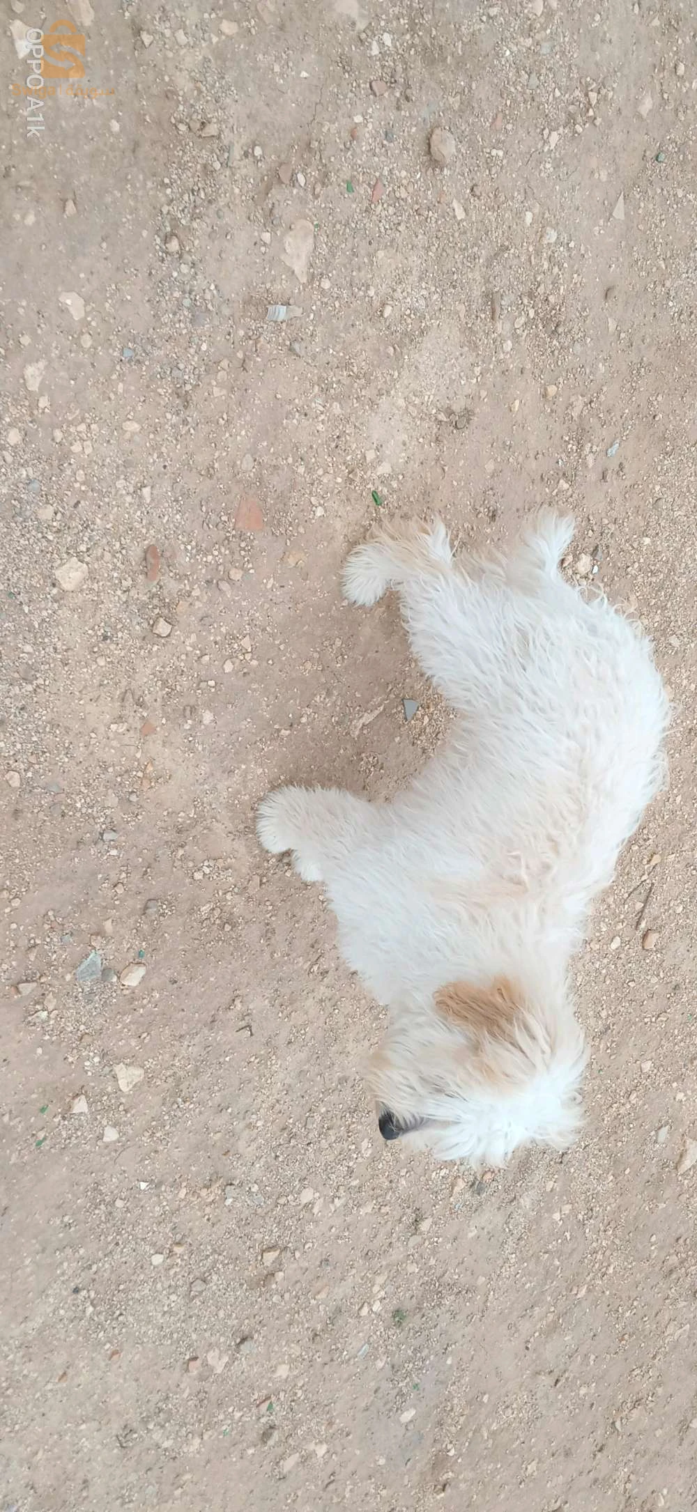 كنيش
