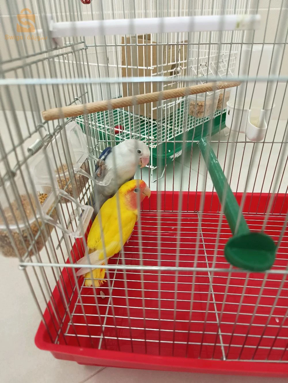 عصافير للبيع