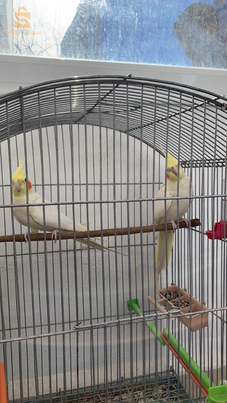 Calopsitte couple lutino