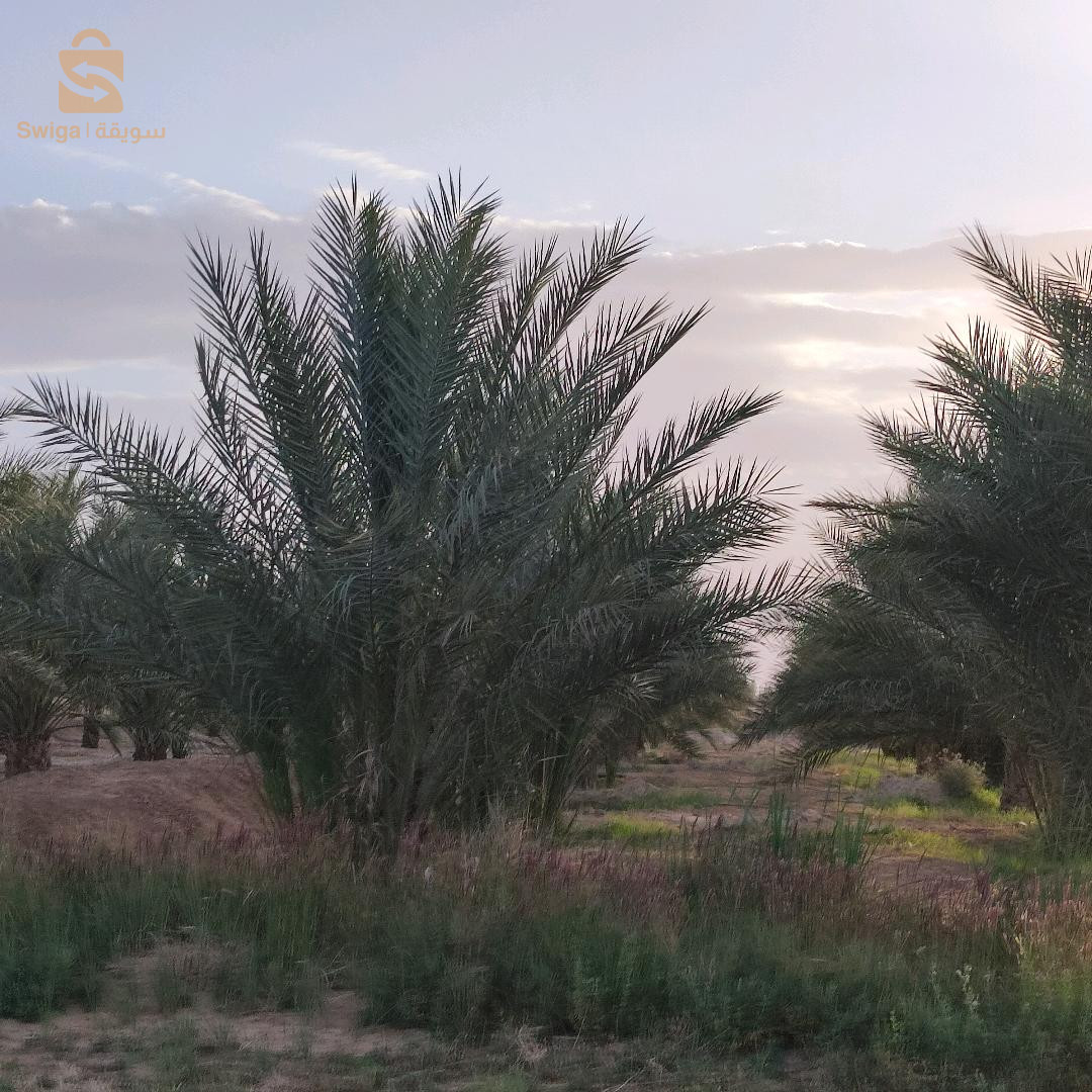مزرعة زيتون و نخل