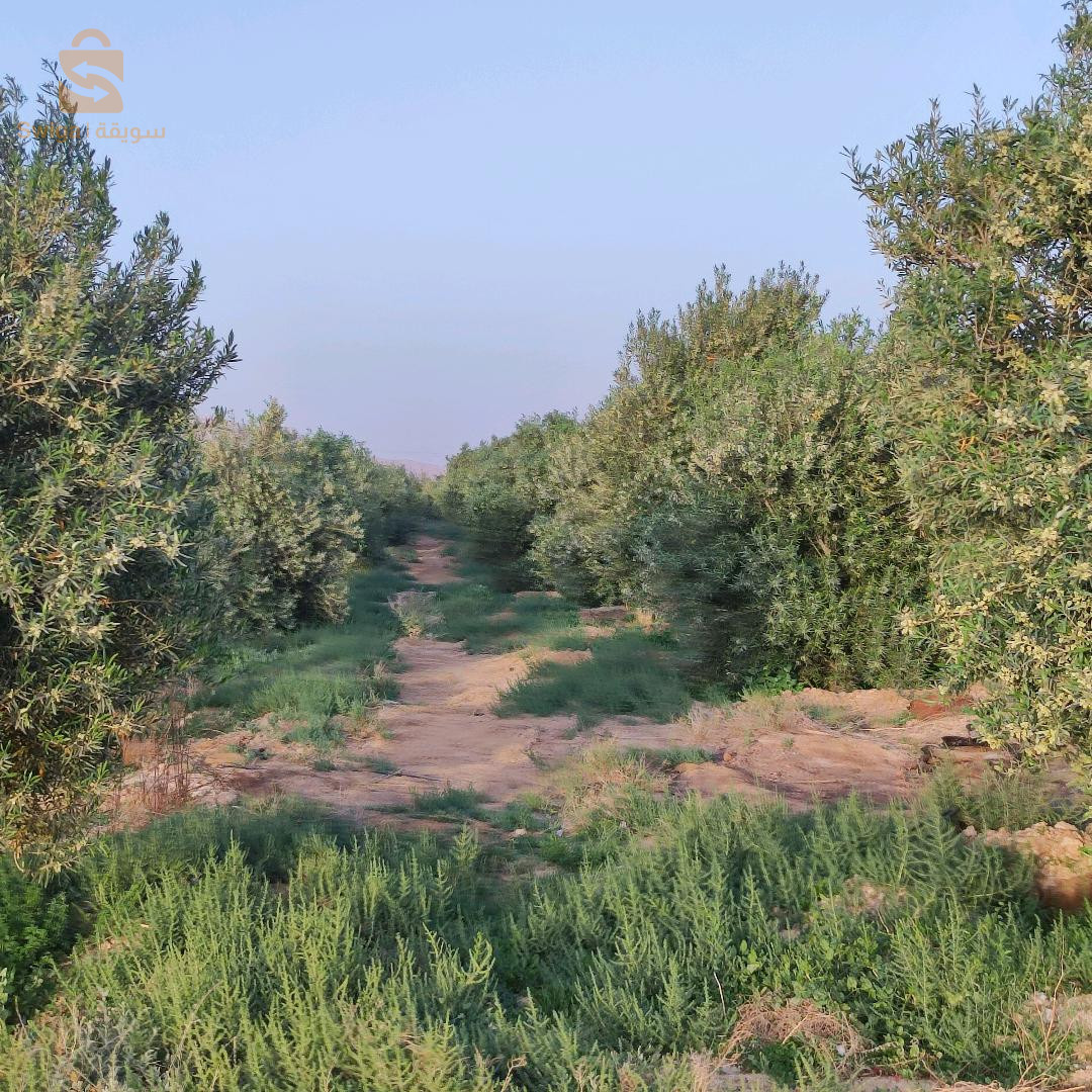 مزرعة زيتون و نخل