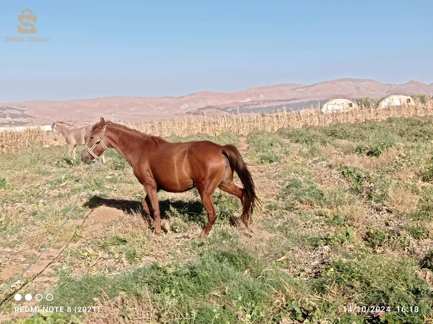 عودة انڨليزية