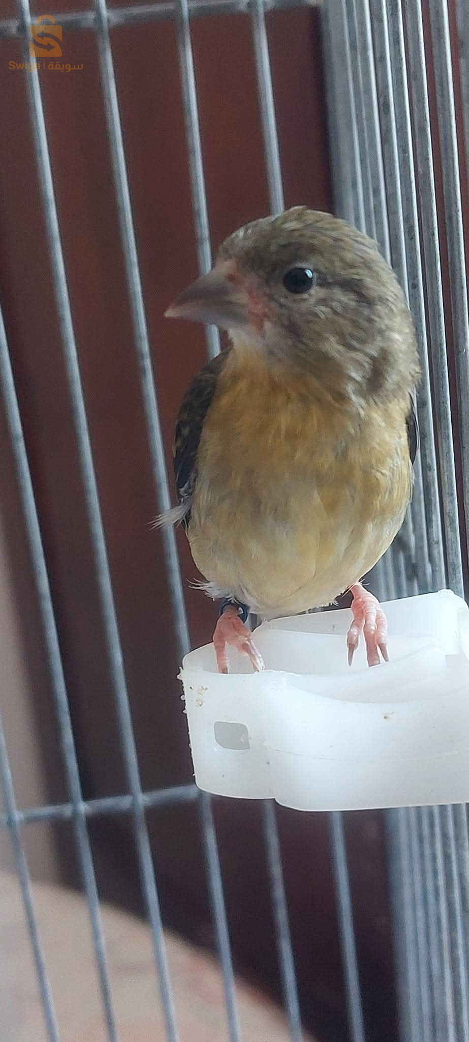 طارا فنزويلا برا بستال عمر 21 يوم كوبل