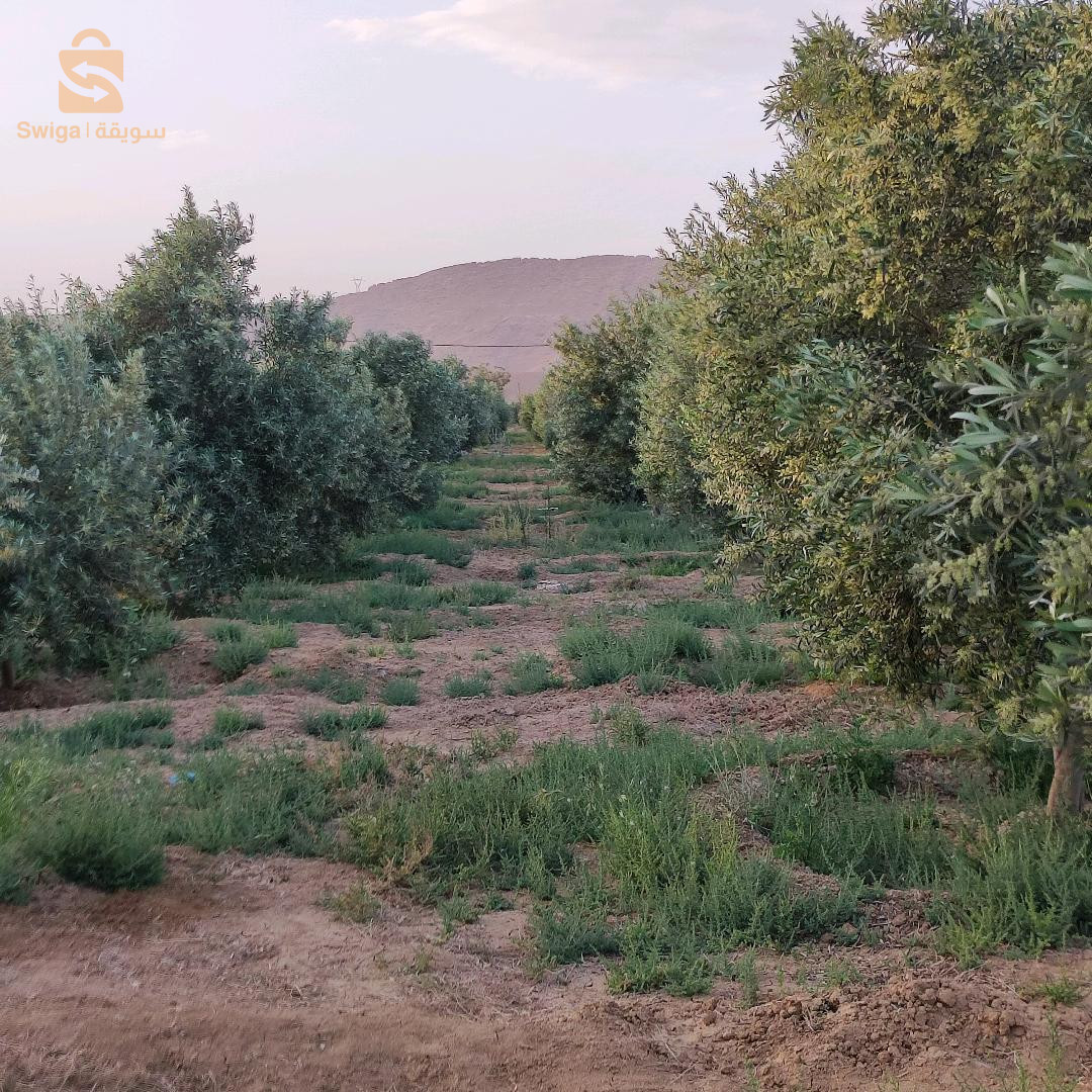 مزرعة زيتون و نخل