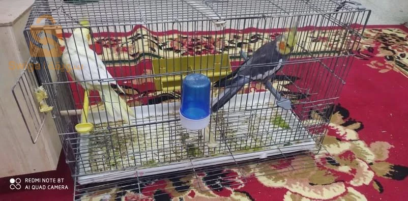 كوكتال وبيريش