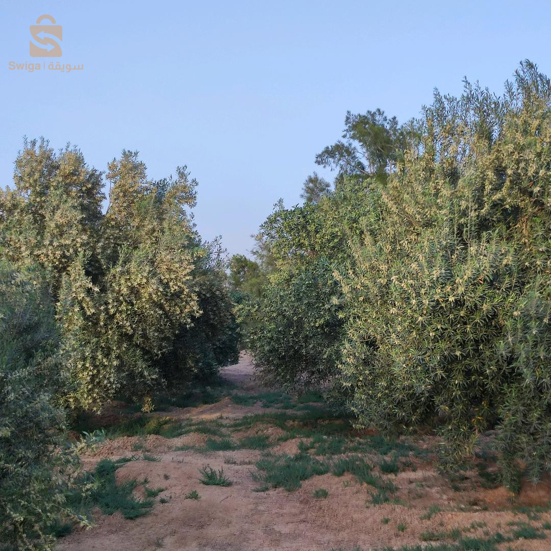 مزرعة زيتون و نخل