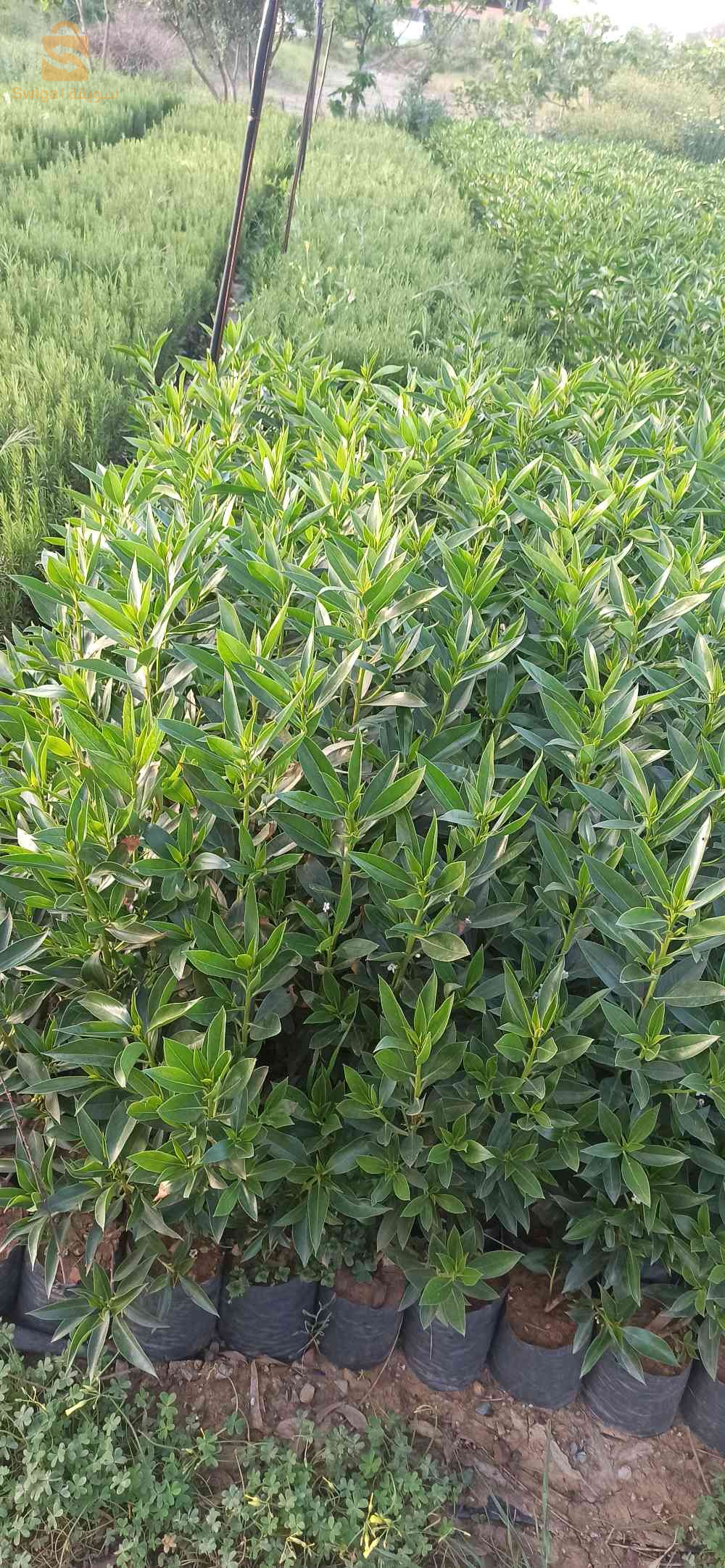 اشجار نيوبوروم