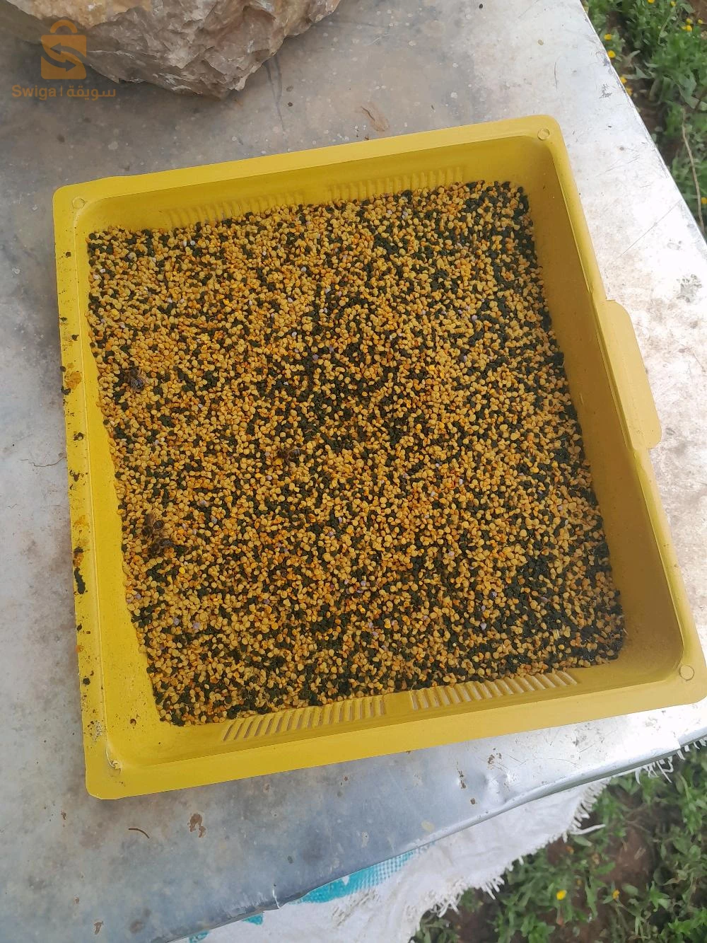 حبوب اللقاح POLLEN