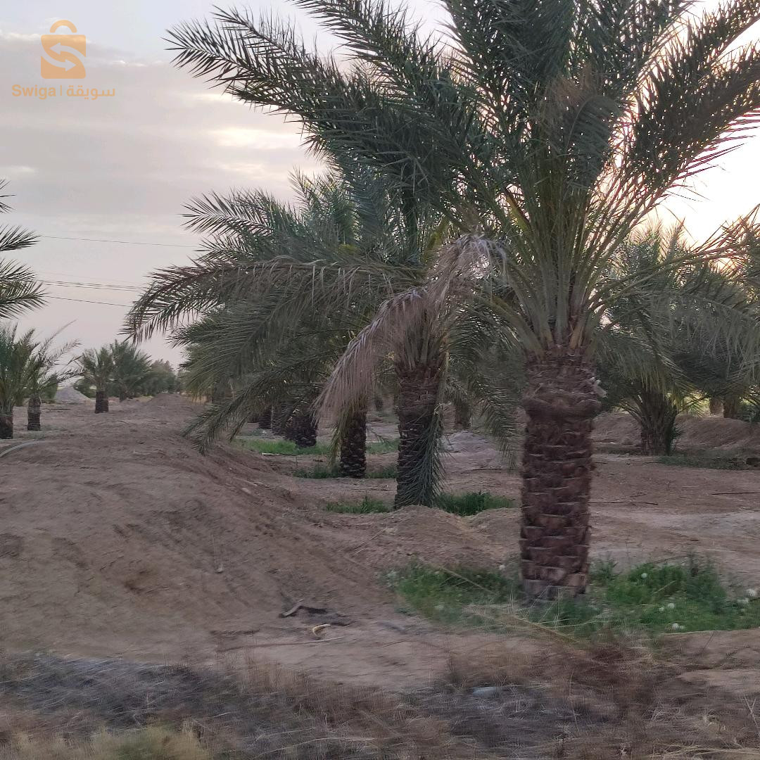 مزرعة زيتون و نخل