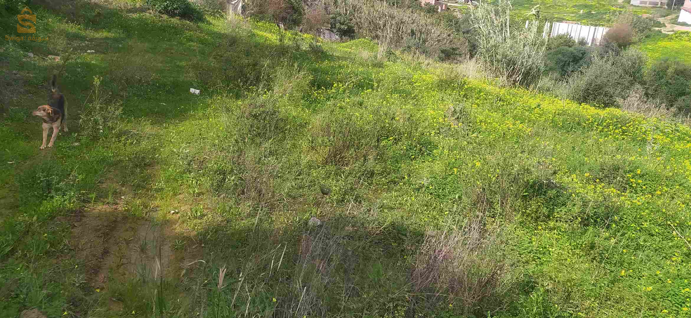 قطعة أرض للبيع مع كامل الوثائق غاز والكهرباء والماء متوفر